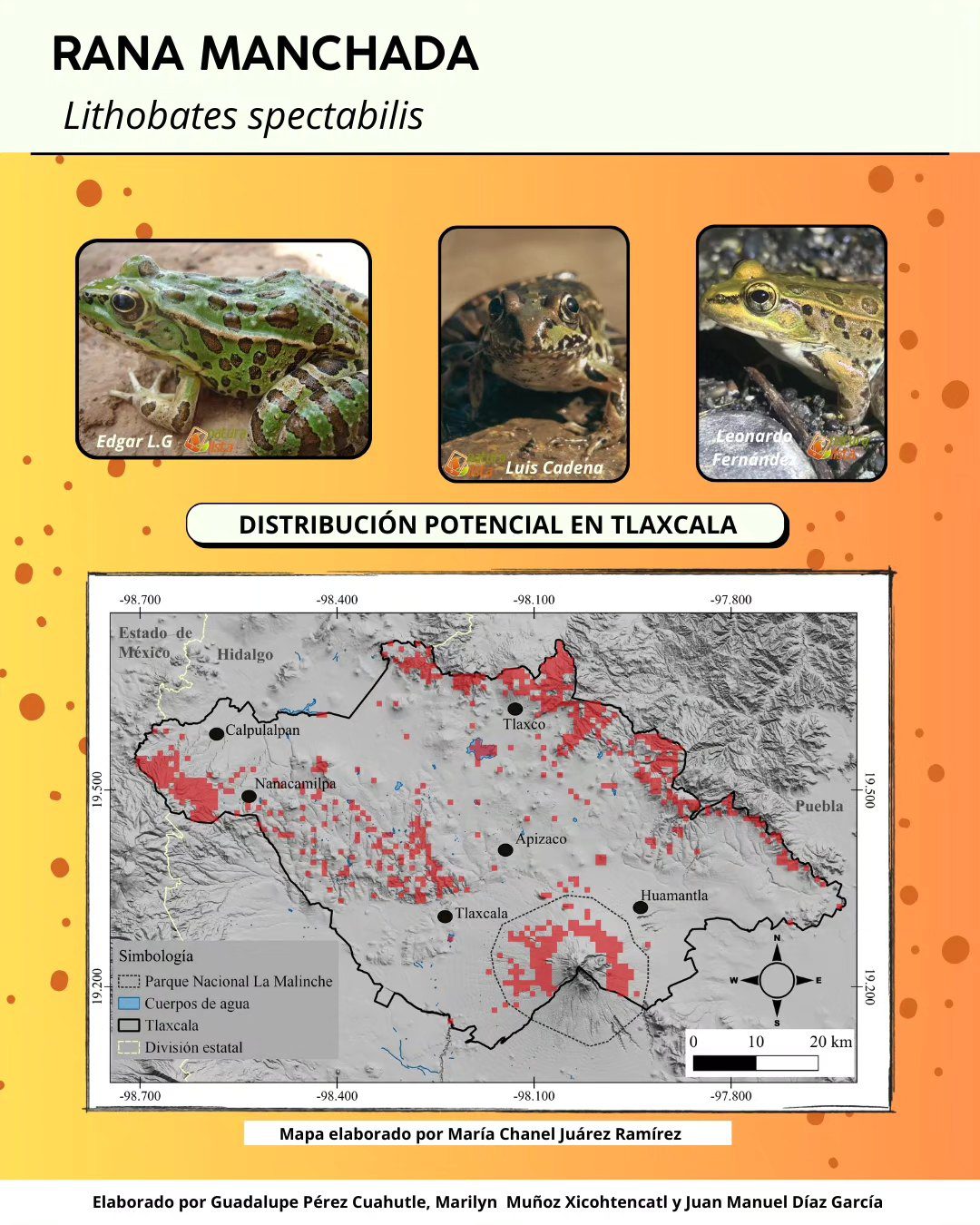 Segundo FestiTlax de los Anfibios en Tlaxcala: Celebrando la diversidad y la conservación 2 440356946 912863313972959 7715751047677036017 n