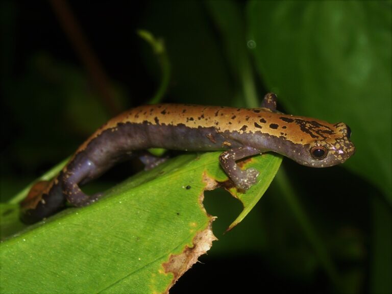 40% de especies de anfibios en riesgo de desaparición: Juan Manuel Díaz
