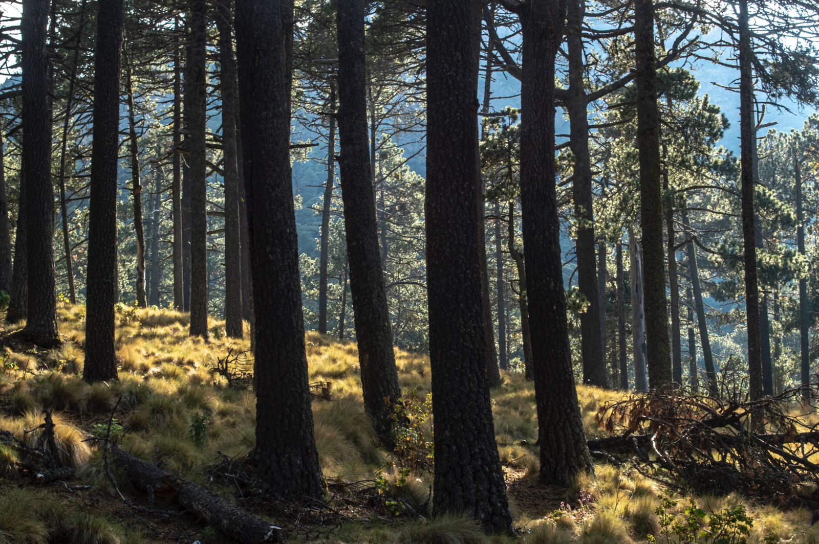 En 10 años, 5 municipios en la Malinche han perdido hectáreas de su bosque por deforestación 4 WhatsApp Image 2024 04 04 at 1.56.20 PM