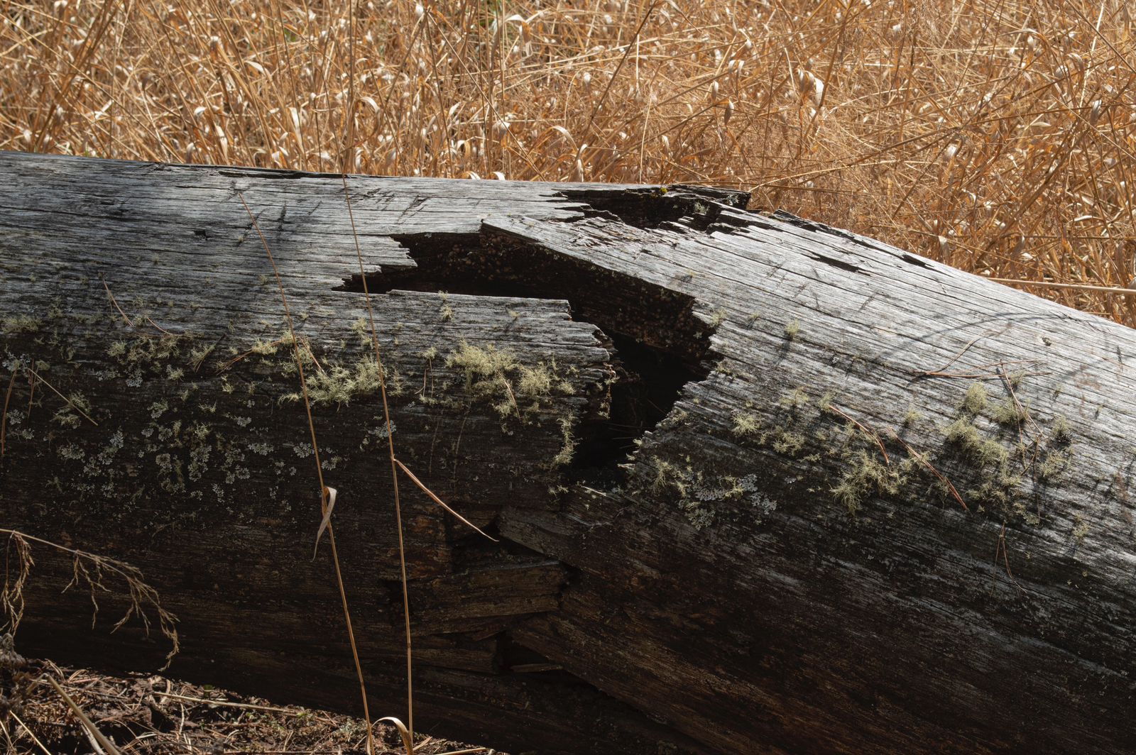 En 10 años, 5 municipios en la Malinche han perdido hectáreas de su bosque por deforestación 2 WhatsApp Image 2024 04 04 at 1.56.23 PM