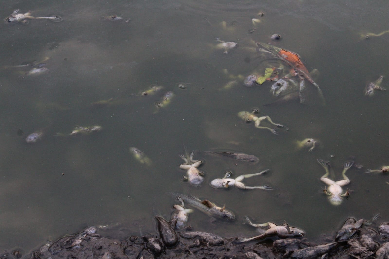 WhatsApp Image 2024 04 22 at 7.13.52 PM 4