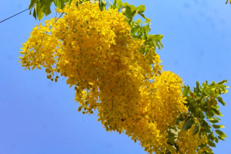 Lluvia de oro