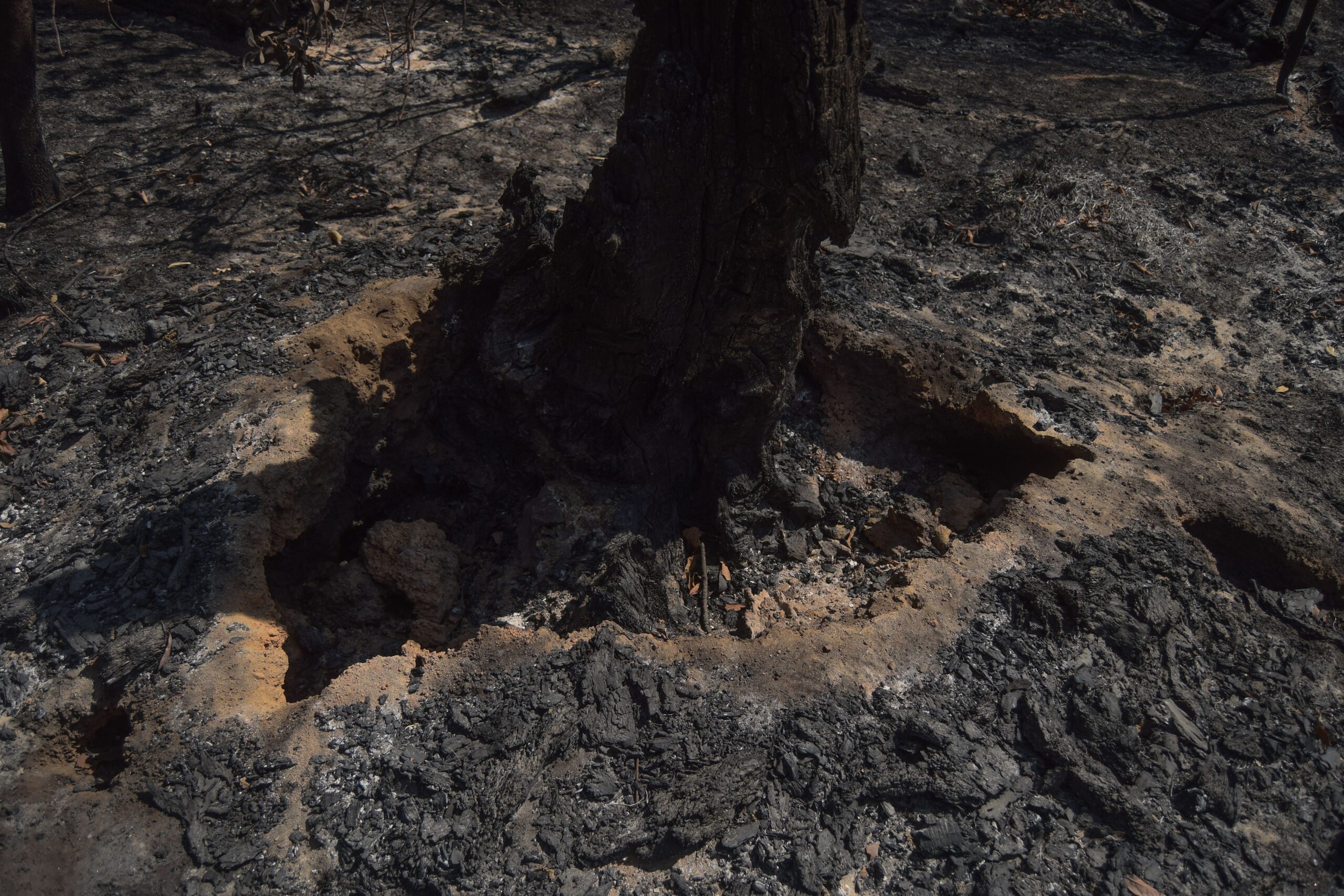 Manifestaciones de la devastación socioambiental en nuestra Cuenca 2 devastacion 2 scaled