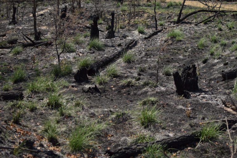 Manifestaciones de la devastación socioambiental en nuestra Cuenca