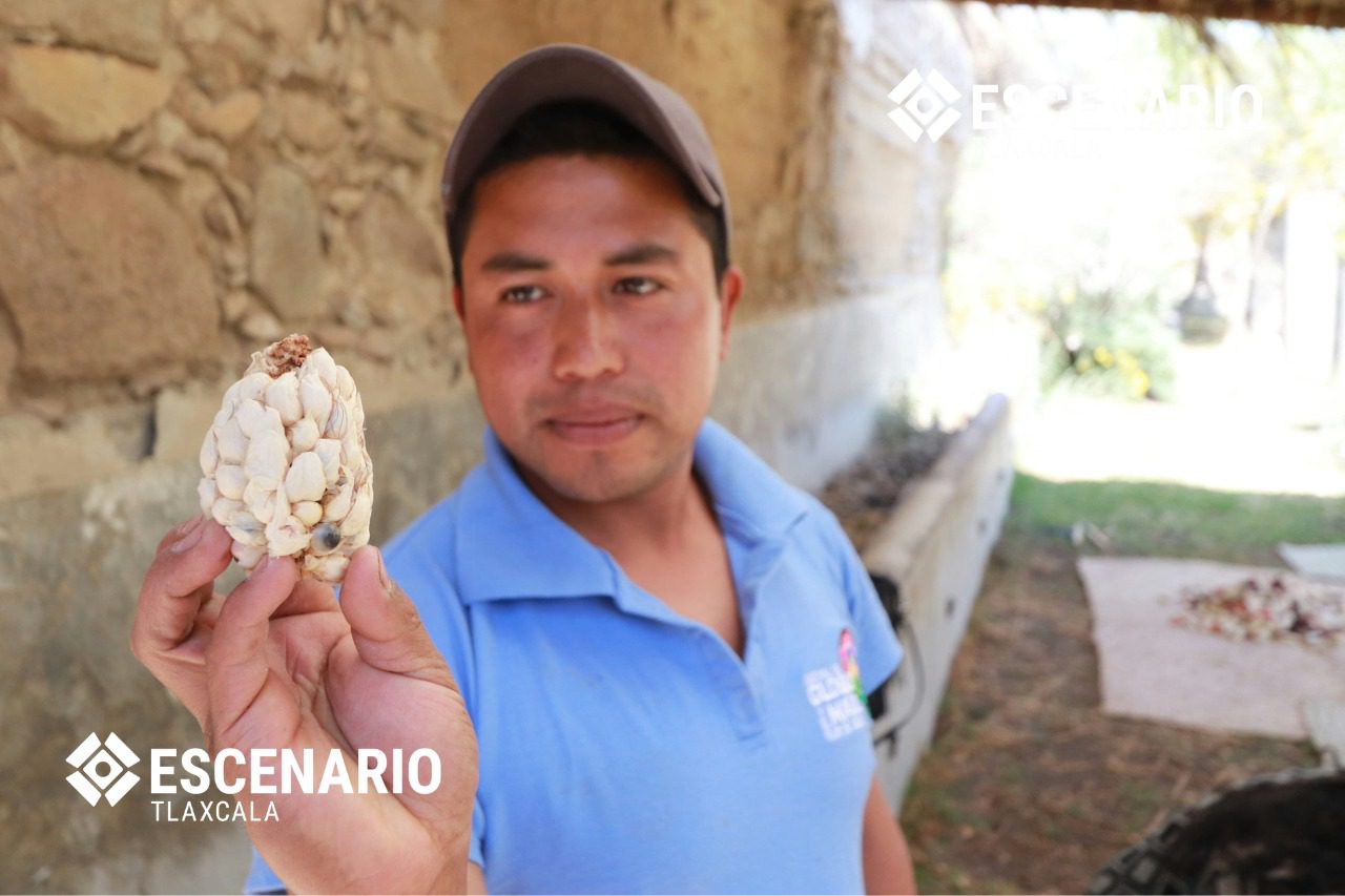 Glifosato en Tlaxcala: alternativas para la sustitución 2 maiz 3