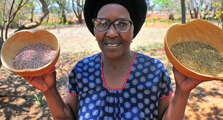 Sudáfrica: logran contrarrestar el efecto del cambio climático y la carencia alimentaria mediante el uso de métodos indígenas para trabajar la tierra