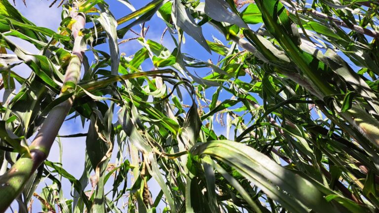 Jóvenes tlaxcaltecas en el campo rompiendo la brecha generacional