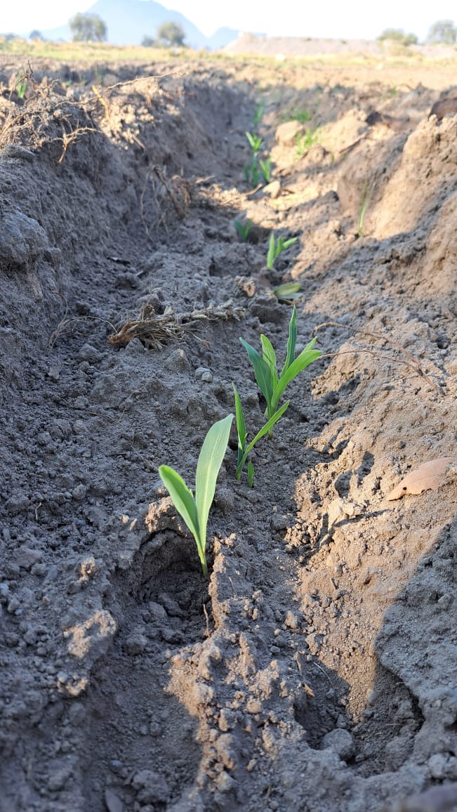 Jóvenes tlaxcaltecas en el campo rompiendo la brecha generacional