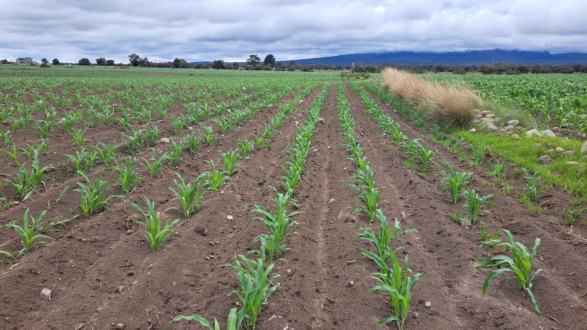 Jóvenes tlaxcaltecas en el campo rompiendo la brecha generacional