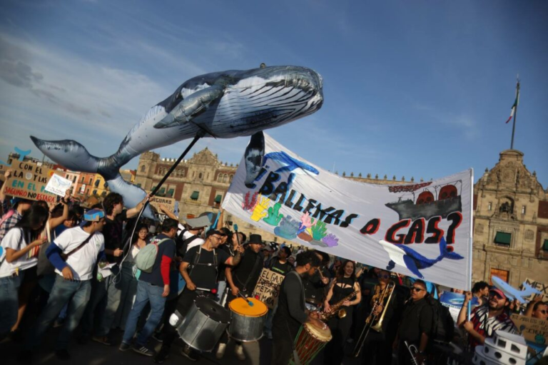 Con Festival en el Zócalo exigen a Sheinbaum que proteja a las ballenas