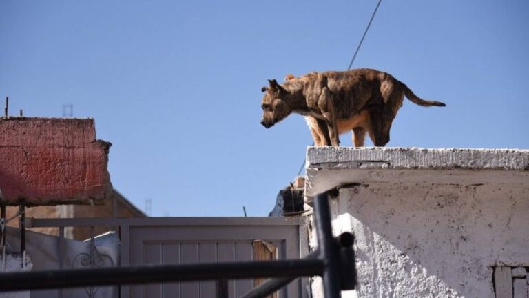 En Tlaxcala se castiga maltrato animal por sufrimiento y otras 11 razones; conoce las sanciones y denuncia