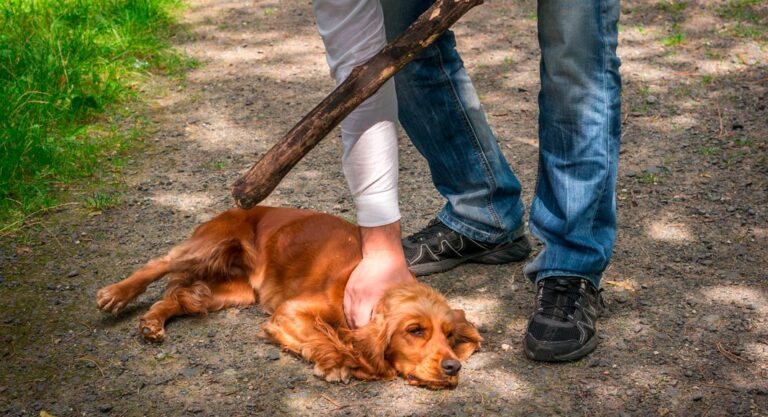 ¿A qué teléfonos denunciar maltrato animal en municipios de Tlaxcala?