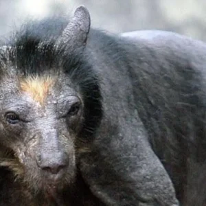 Los nahuales en Texóloc: ¿Tu abuelito te contaba esto?