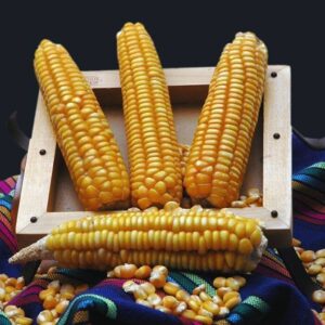 ¿Lo sabías? Feria del Maíz en Teacalco, un culto a la agricultura