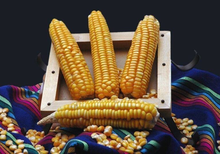 ¿Lo sabías? Feria del Maíz en Teacalco, un culto a la agricultura