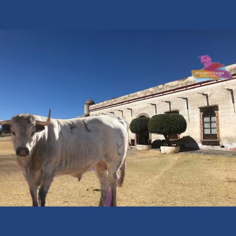 ¡Inténtenlo otra vez! Episodio 1 del programa de CORACYT expone beneficios ganaderos no relacionados con la fiesta brava