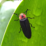 ¿Has notado luciérnagas en tu casa? Te contamos que hay detrás de eso 5 Daniel Trujillo Castillo