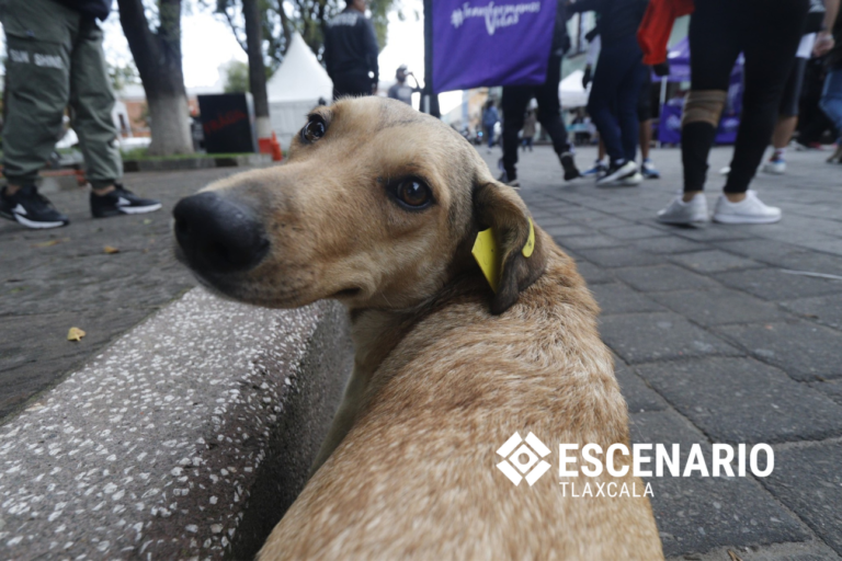 Hay perros en situación de calle marcados últimamente en Tlaxcala; te contamos qué hay detrás