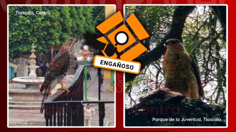 ¿El gavilán de Cooper representa un riesgo para la biodiversidad en Tlaxcala?