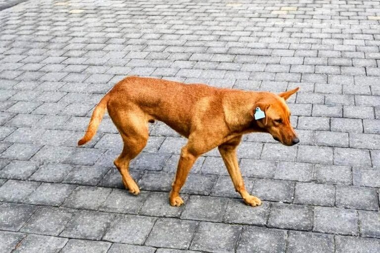 Insiste OCPA en políticas para animales en situación de calle en Tlaxcala