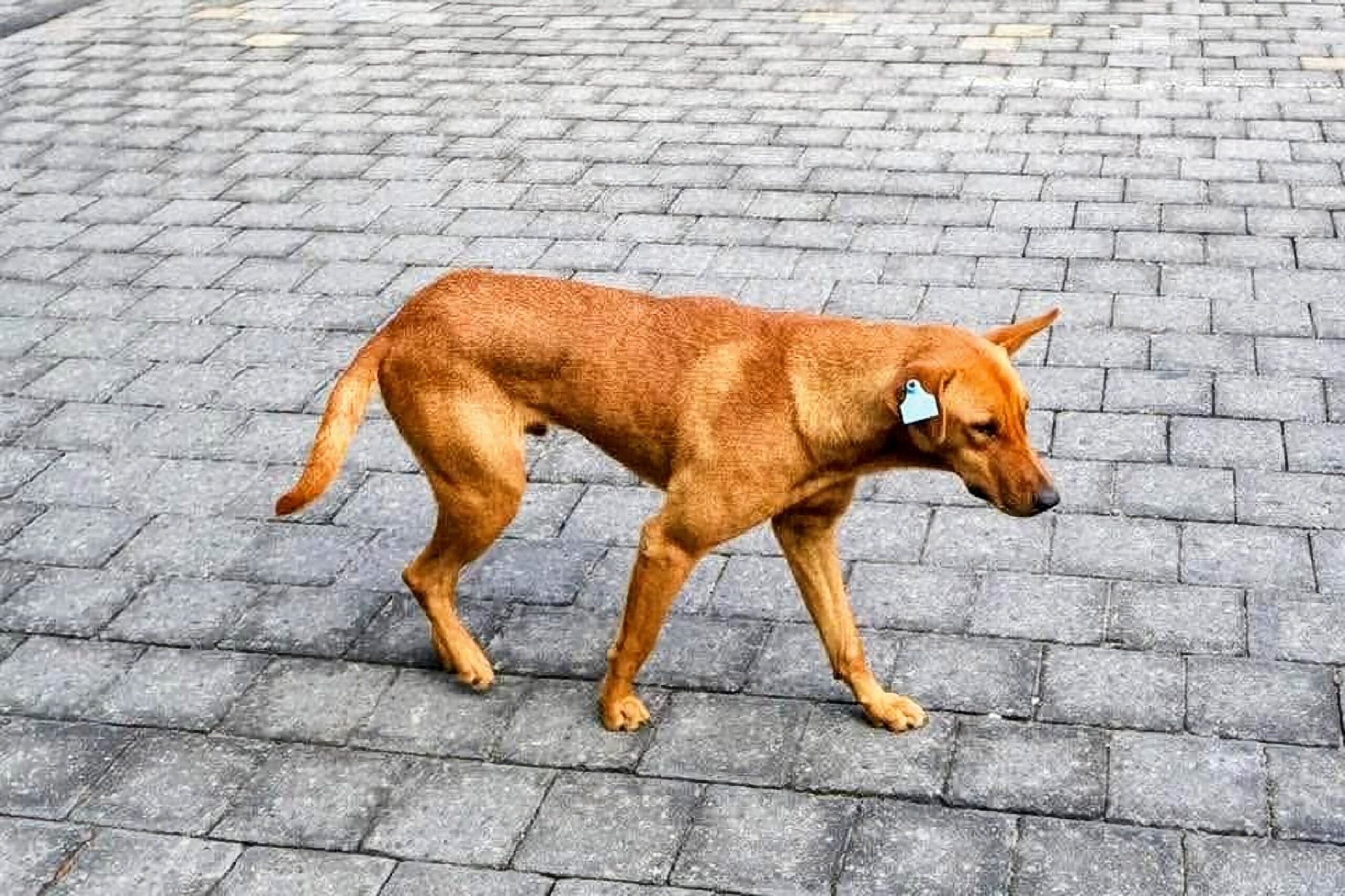 animales en situación de calle