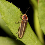 ¿Has notado luciérnagas en tu casa? Te contamos que hay detrás de eso 3 luciernaga en Tlaxcala 1