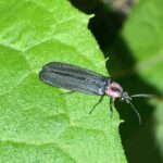 ¿Has notado luciérnagas en tu casa? Te contamos que hay detrás de eso 2 luciernagas en Tlaxcala