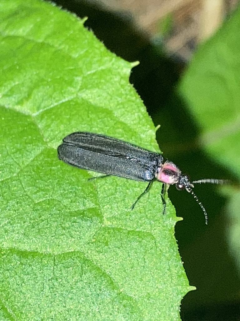 ¿Has notado luciérnagas en tu casa? Te contamos que hay detrás de eso 7 luciernagas en Tlaxcala