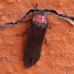 ¿Has notado luciérnagas en tu casa? Te contamos que hay detrás de eso 4 luciernaga en Tlaxcala 2