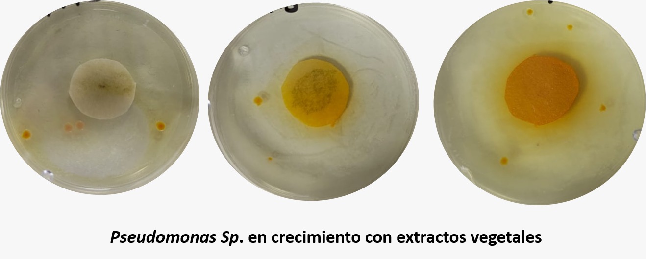 En Tlaxcala, existe un extracto para combatir la plaga de nematodos que reduce la producción de los jitomates 4 40ded295 a1a9 42c0 91a0 2be02b470aa7