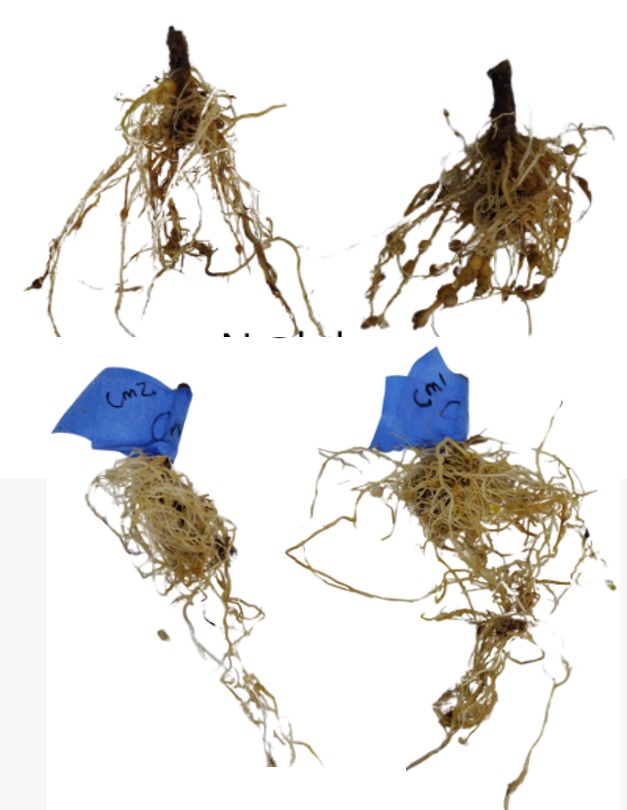 En Tlaxcala, existe un extracto para combatir la plaga de nematodos que reduce la producción de los jitomates 3 ee68d85d aafb 4de1 bbbd 55d8cdaebc50