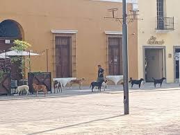 Necesario un liderazgo técnico y ciudadano en la Coordinación de Bienestar Animal: OCPA