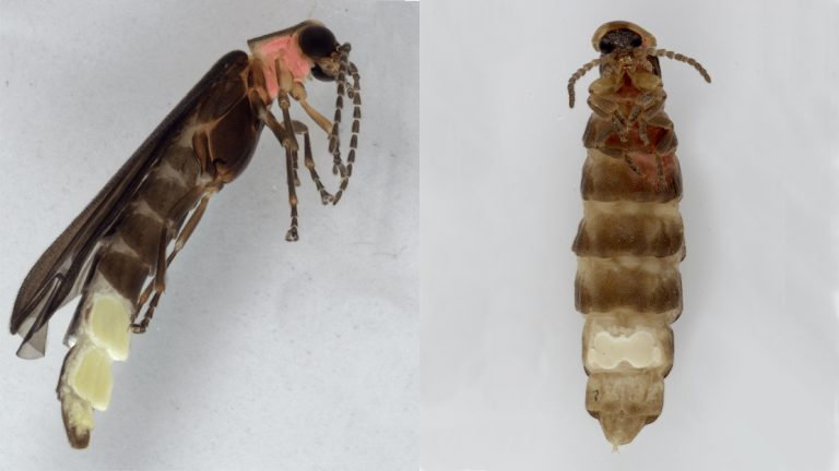 Una nueva especie de luciérnaga destella en Chapultepec
