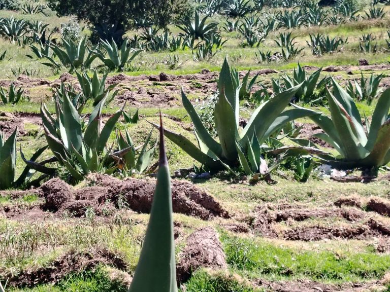 Premian a la gobernadora por el Sistema Metepantle, pero dejan fuera a los campesinos que lo preservan