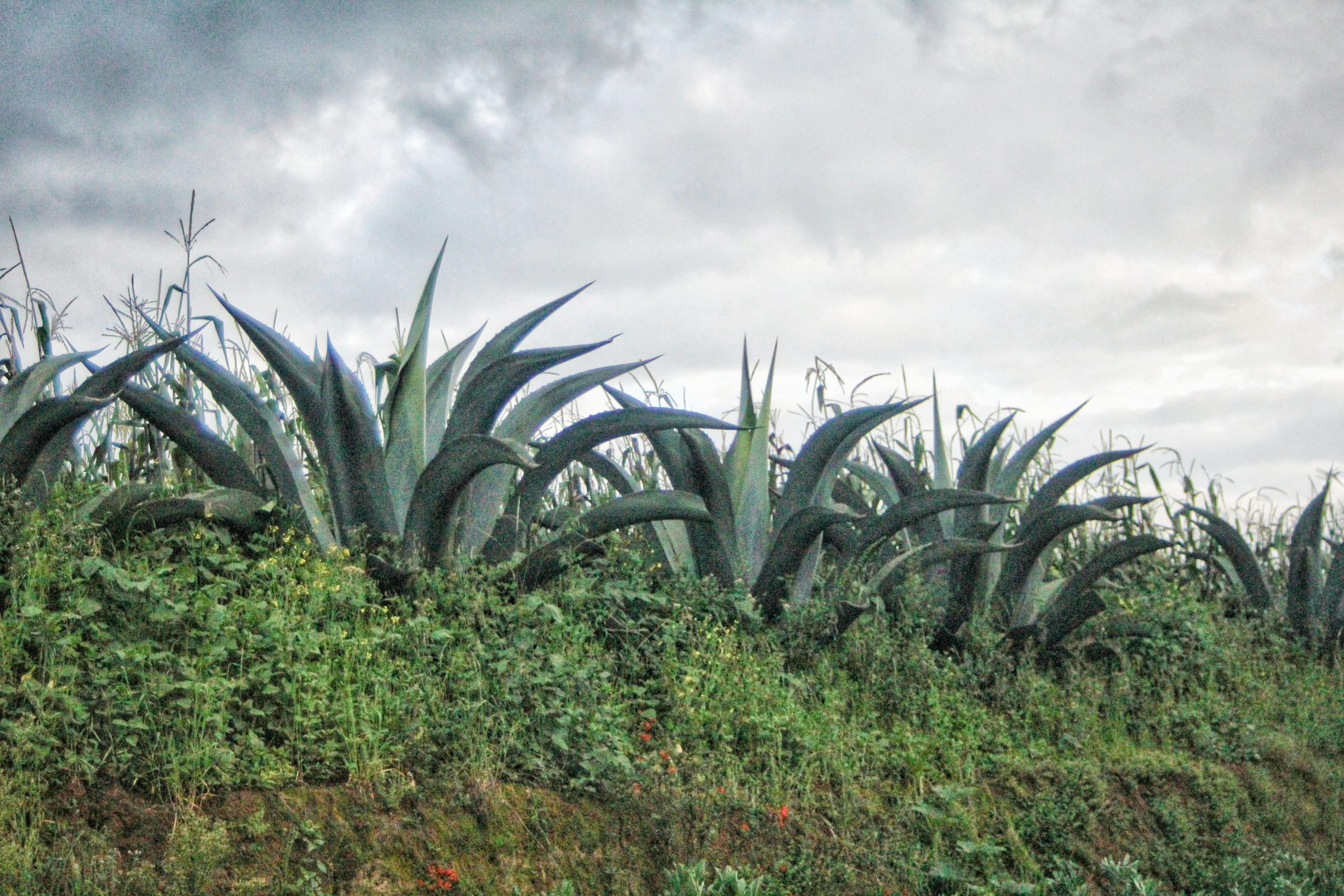 Metepantle: la memoria viva del campo y sus guardianes