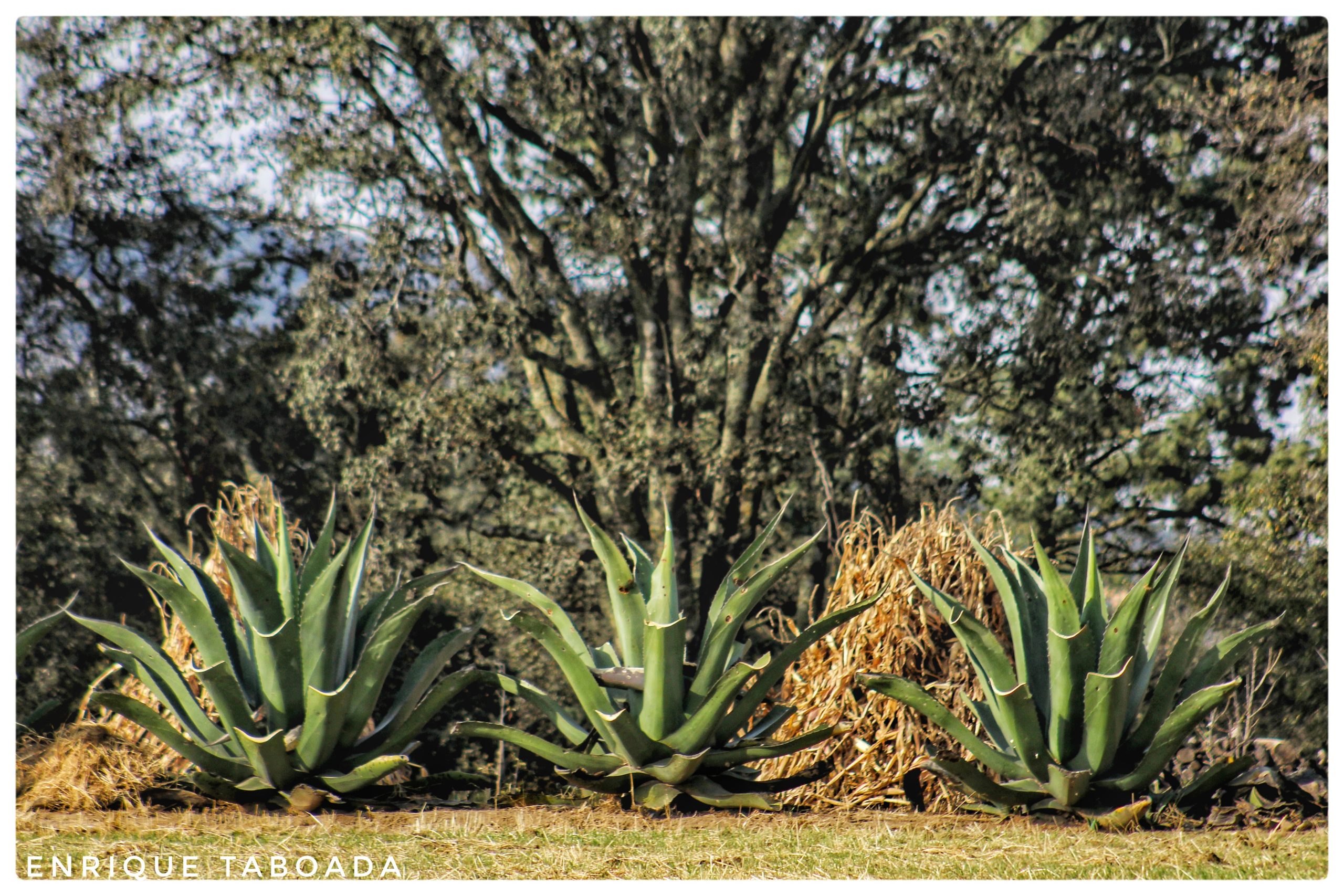 Metepantle: la memoria viva del campo y sus guardianes