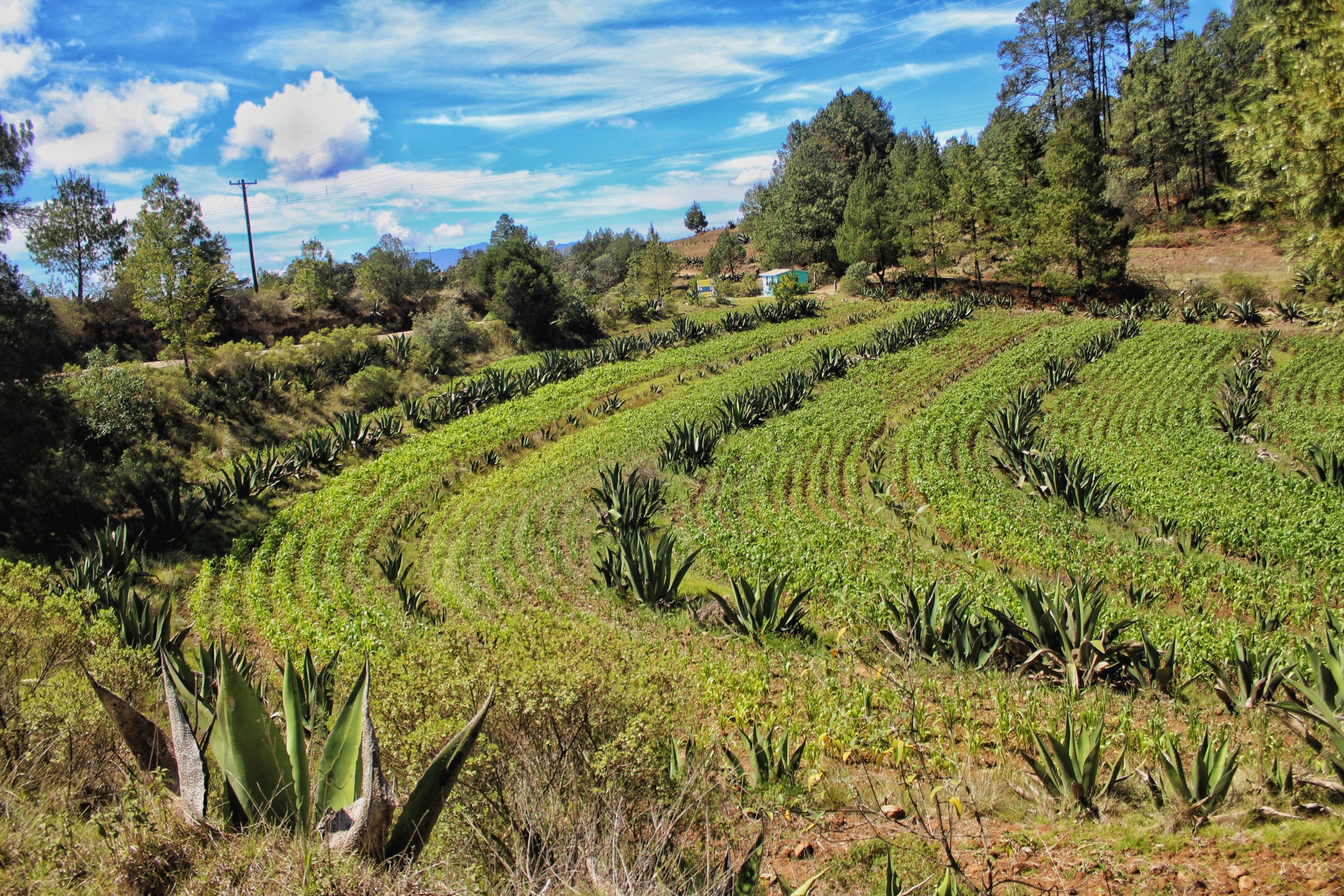 Metepantle: la memoria viva del campo y sus guardianes