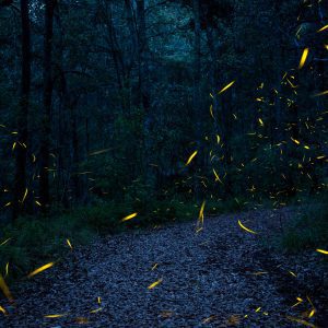 Descubre uno de los tesoros naturales más impresionantes de Tlaxcala para este 2026