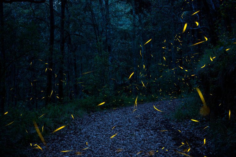 Descubre uno de los tesoros naturales más impresionantes de Tlaxcala para este 2026