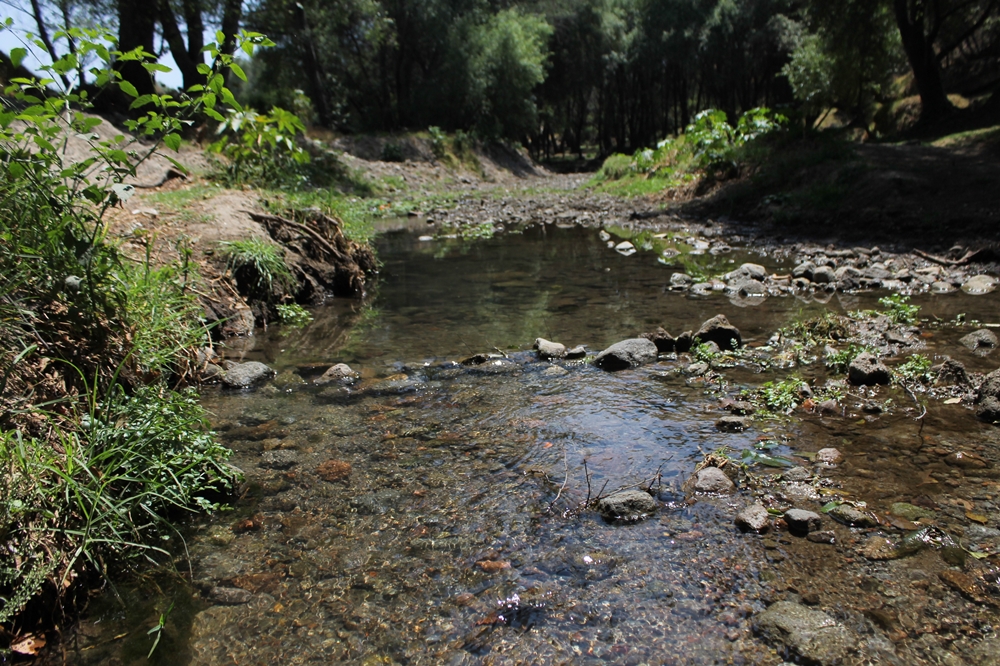 Las Cuevas de Apetatitlán: el bosque secreto que respira dentro de la ciudad