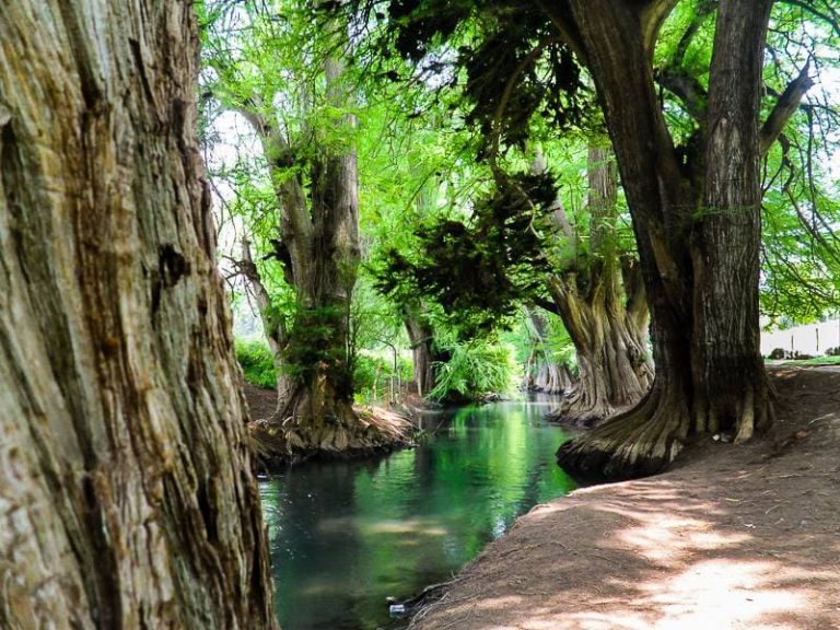 El Palo Huérfano: el guardián de 500 años oculto en Amaxac de Guerrero