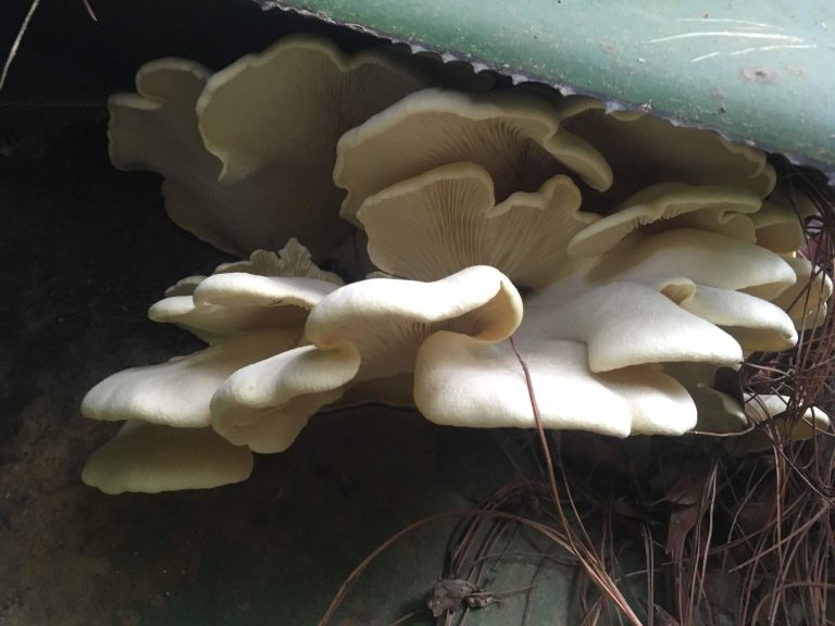 Oro bajo la penca: Descubre el manjar más exclusivo de los magueyales tlaxcaltecas