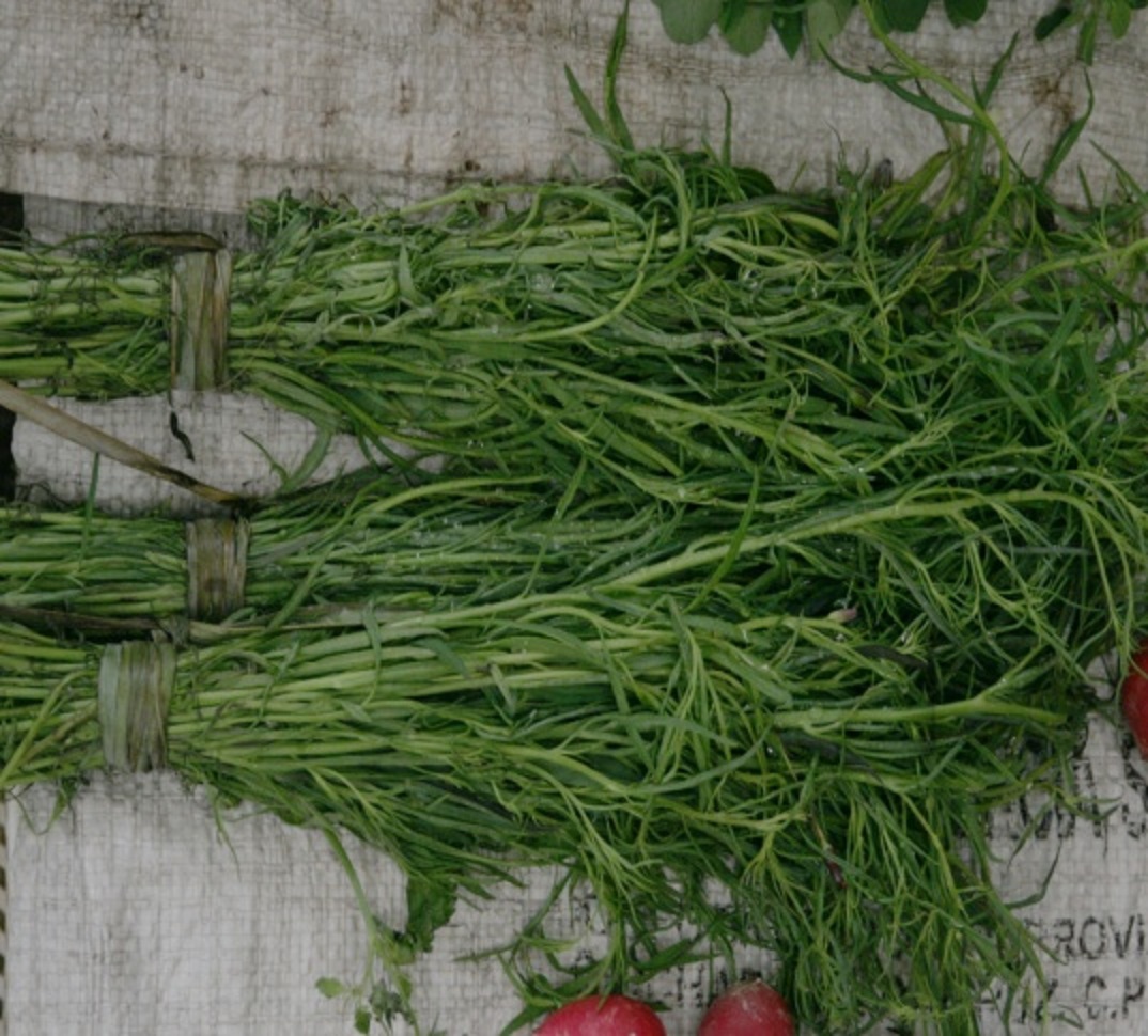 El secreto del campo: Guacamole tradicional tlaxcalteca con Pipitza