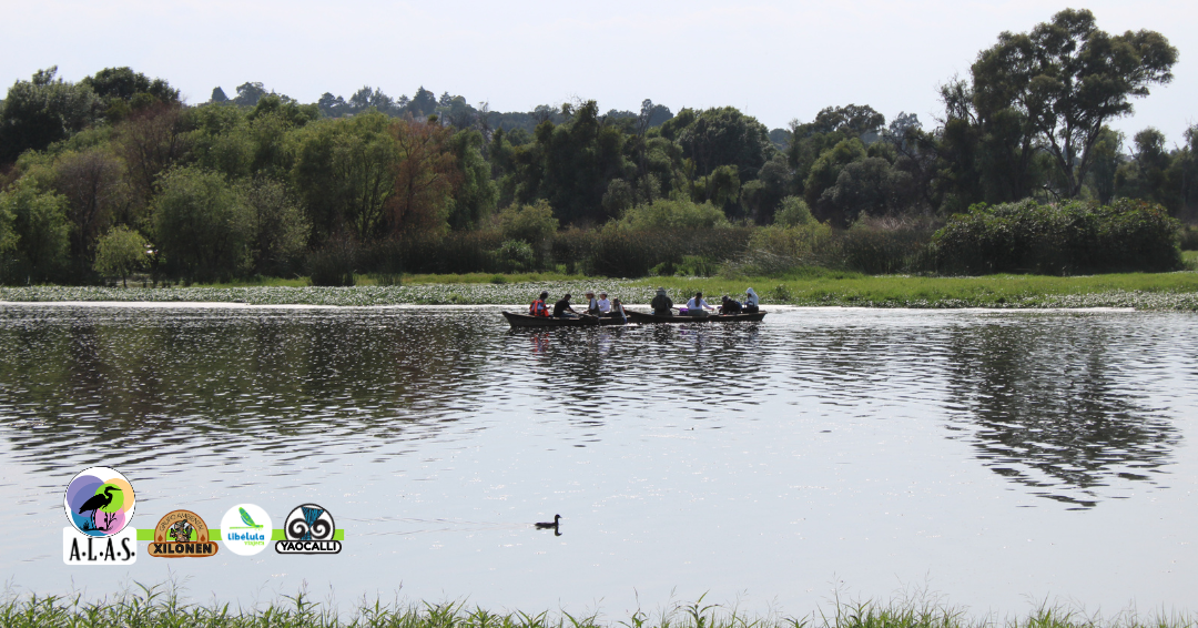 Descargas de aguas municipales elevan toxicidad en la Laguna de Acuitlapilco; UNAM y A.L.A.S alertan 50% de mortalidad biológica