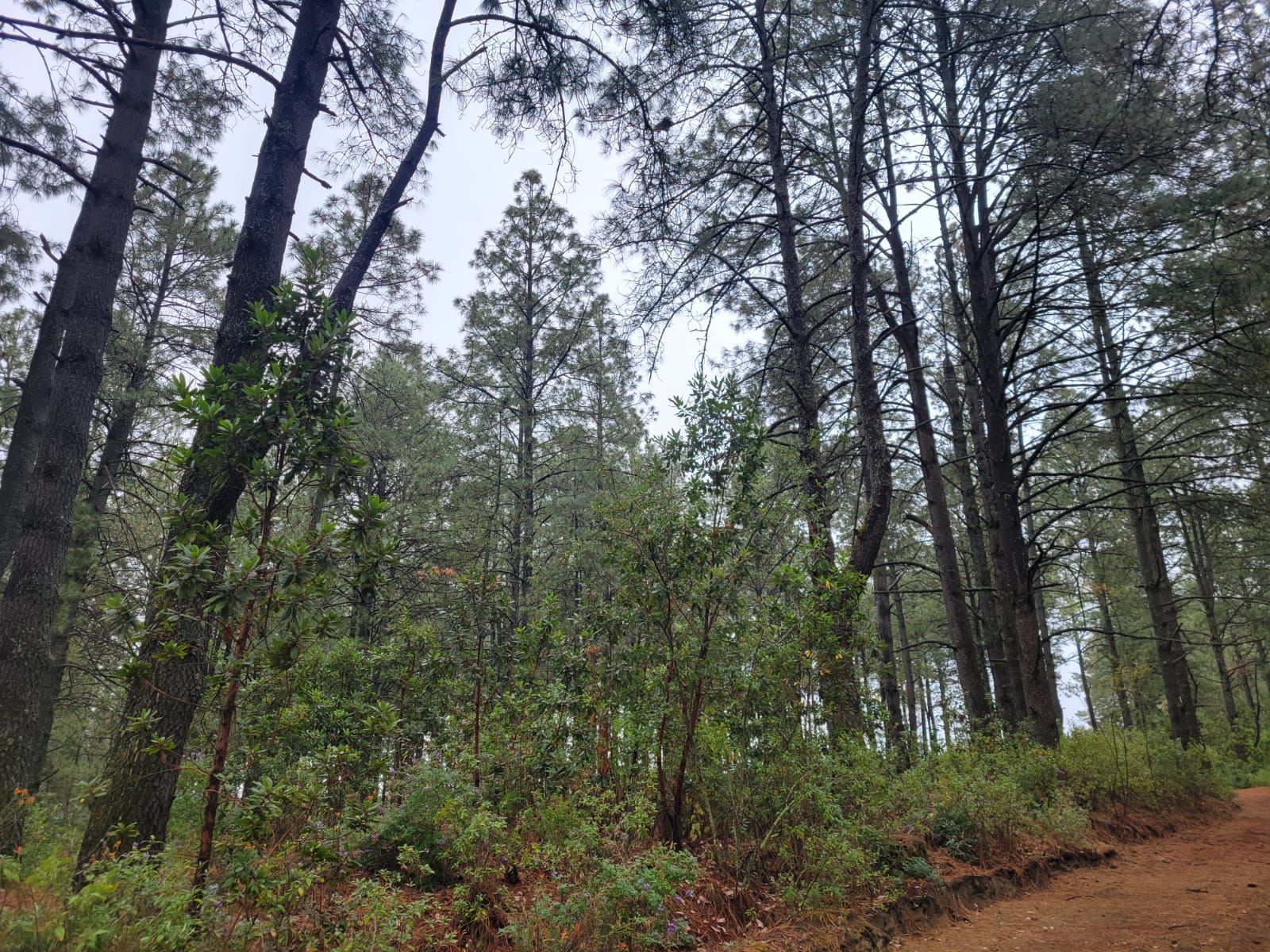 El negocio detrás de los lotes en La Malinche: así operan las ventas de terrenos rústicos con altos costos, permisos pendientes y cláusulas de rescisión